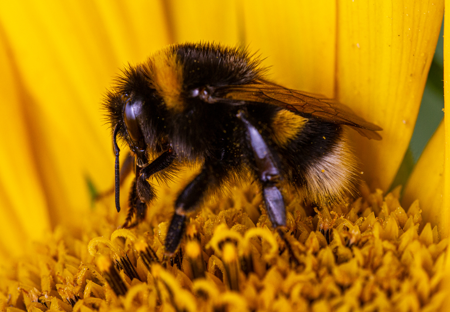 Gartenhummel