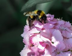 Gartenhummel