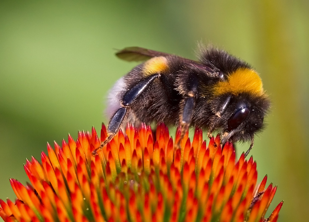 Gartenhummel