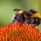 Gartenhummel