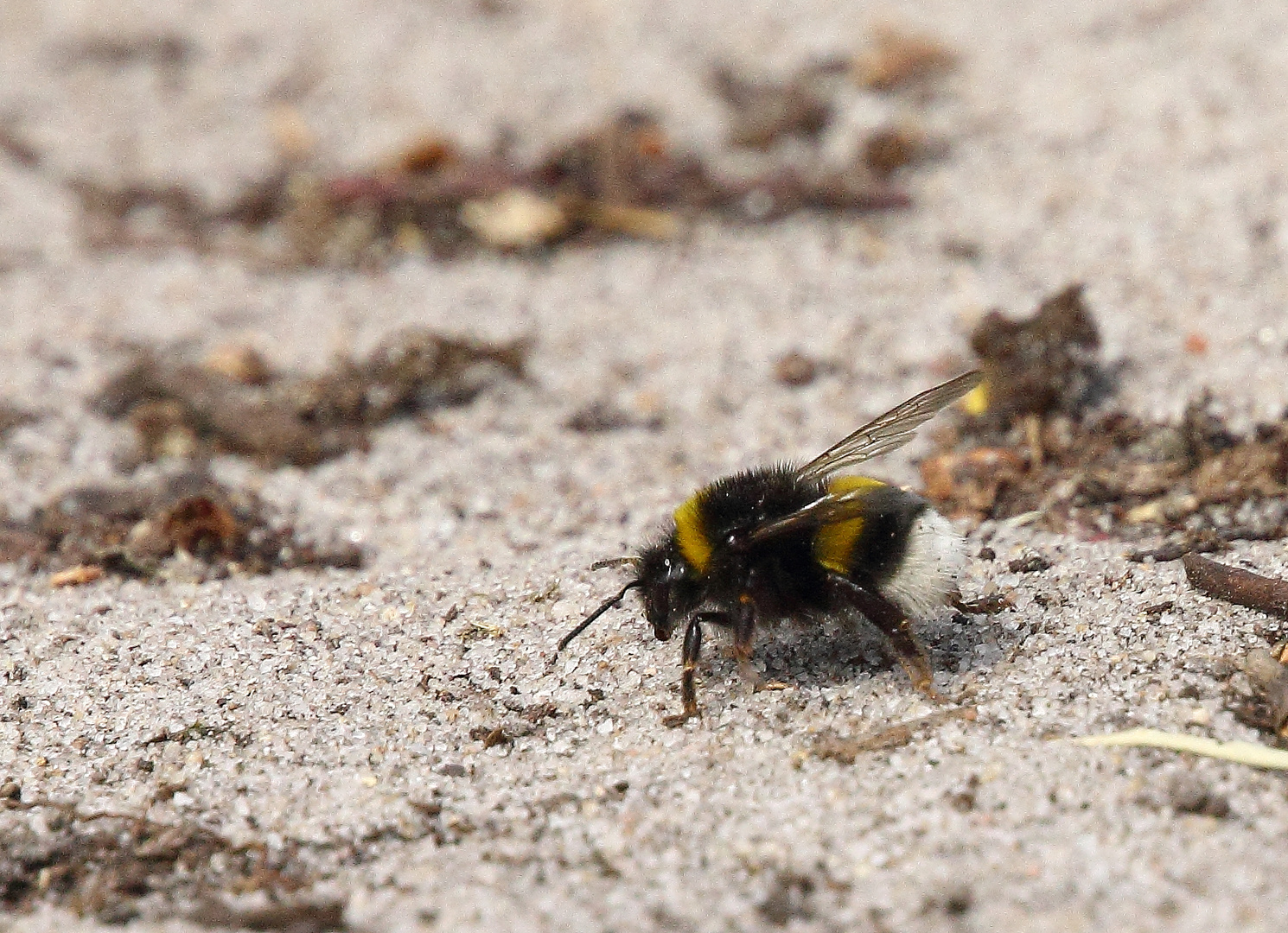 Gartenhummel