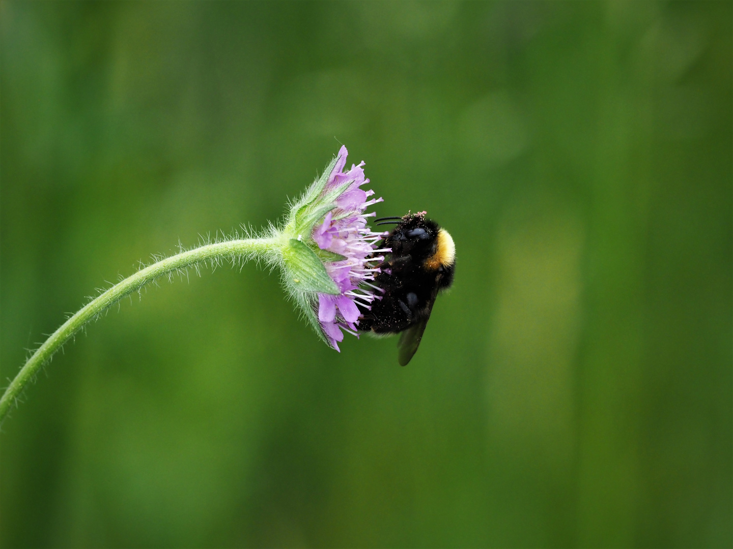 Gartenhummel 