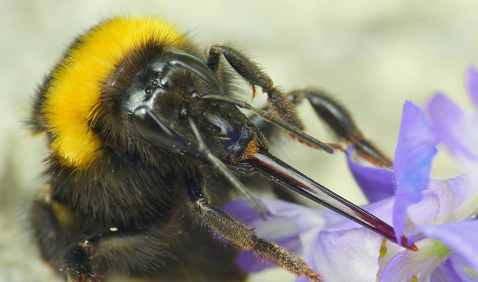 Gartenhummel