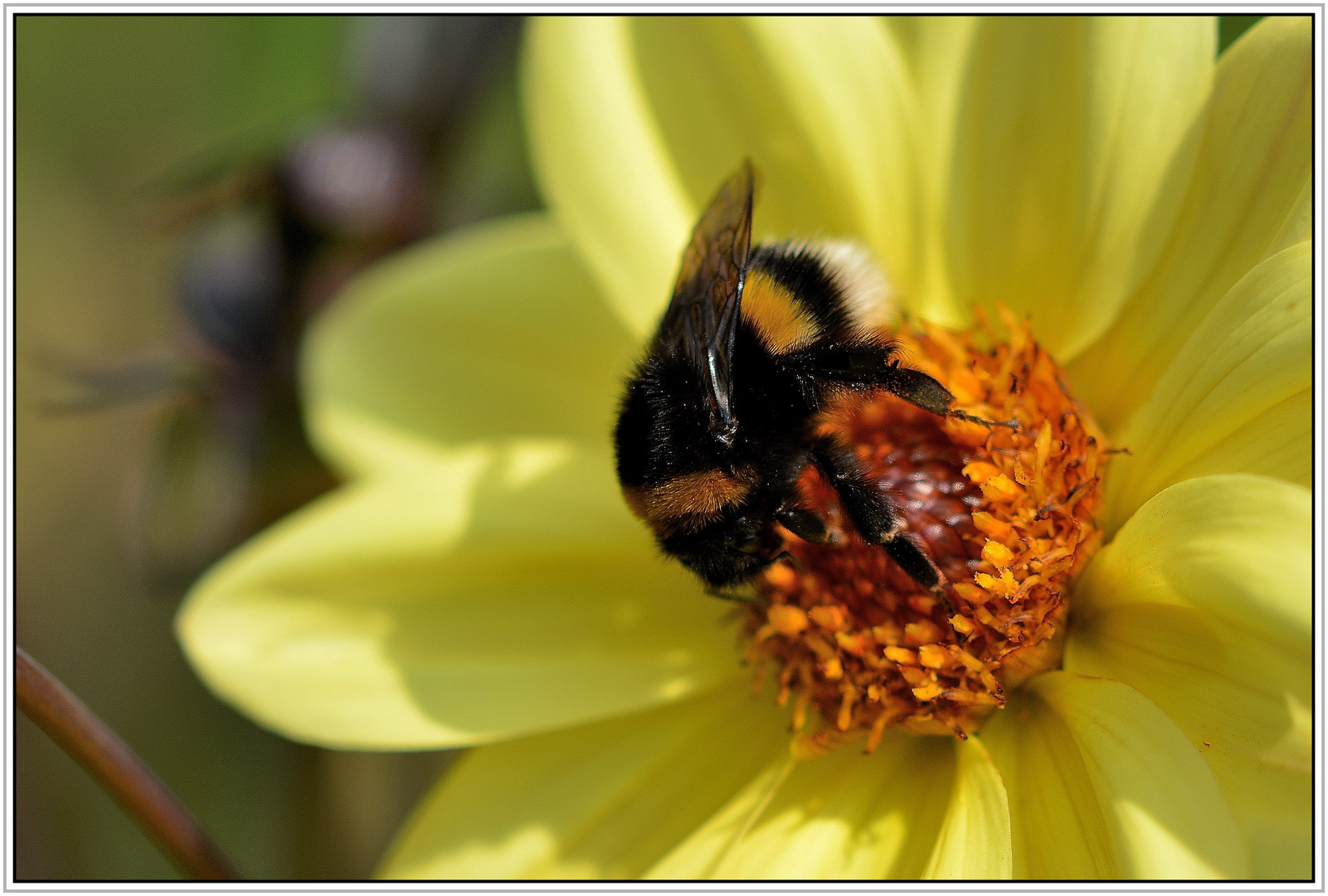 Gartenhummel