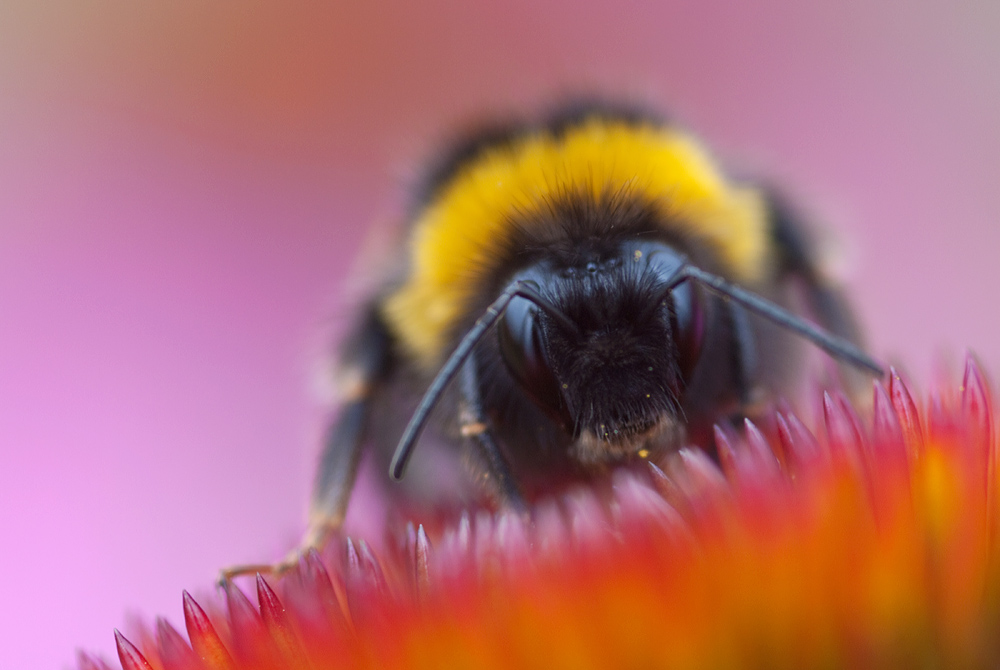 Gartenhummel..