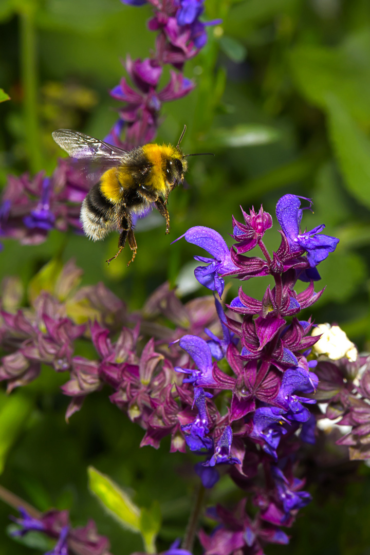 Gartenhummel