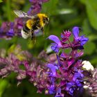 Gartenhummel