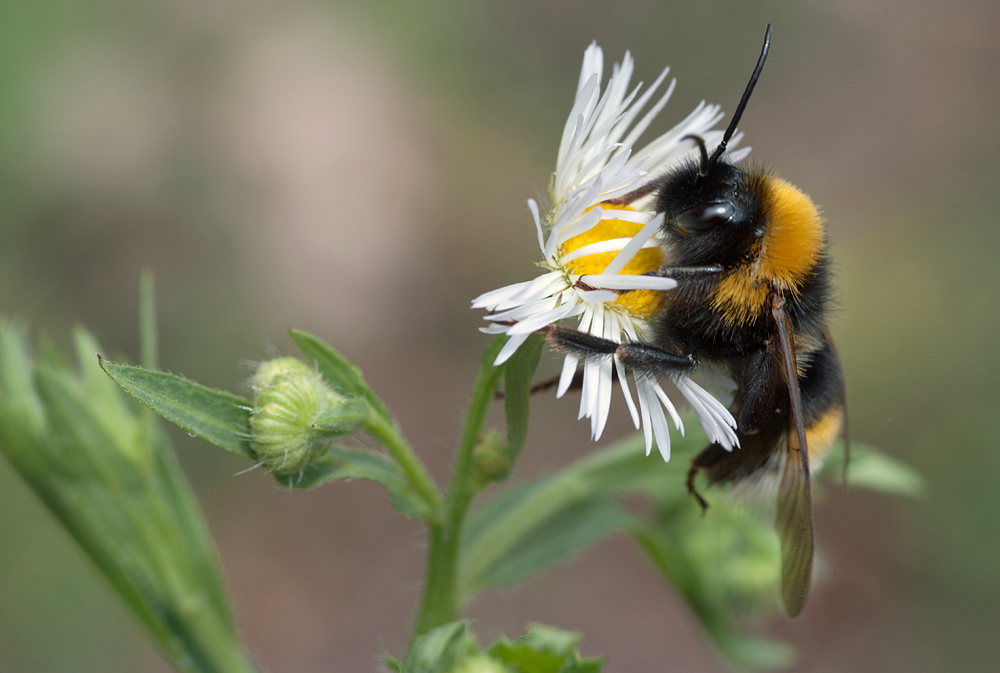 Gartenhummel