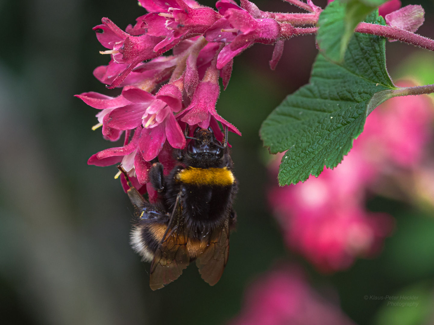 Gartenhummel