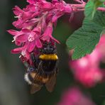 Gartenhummel