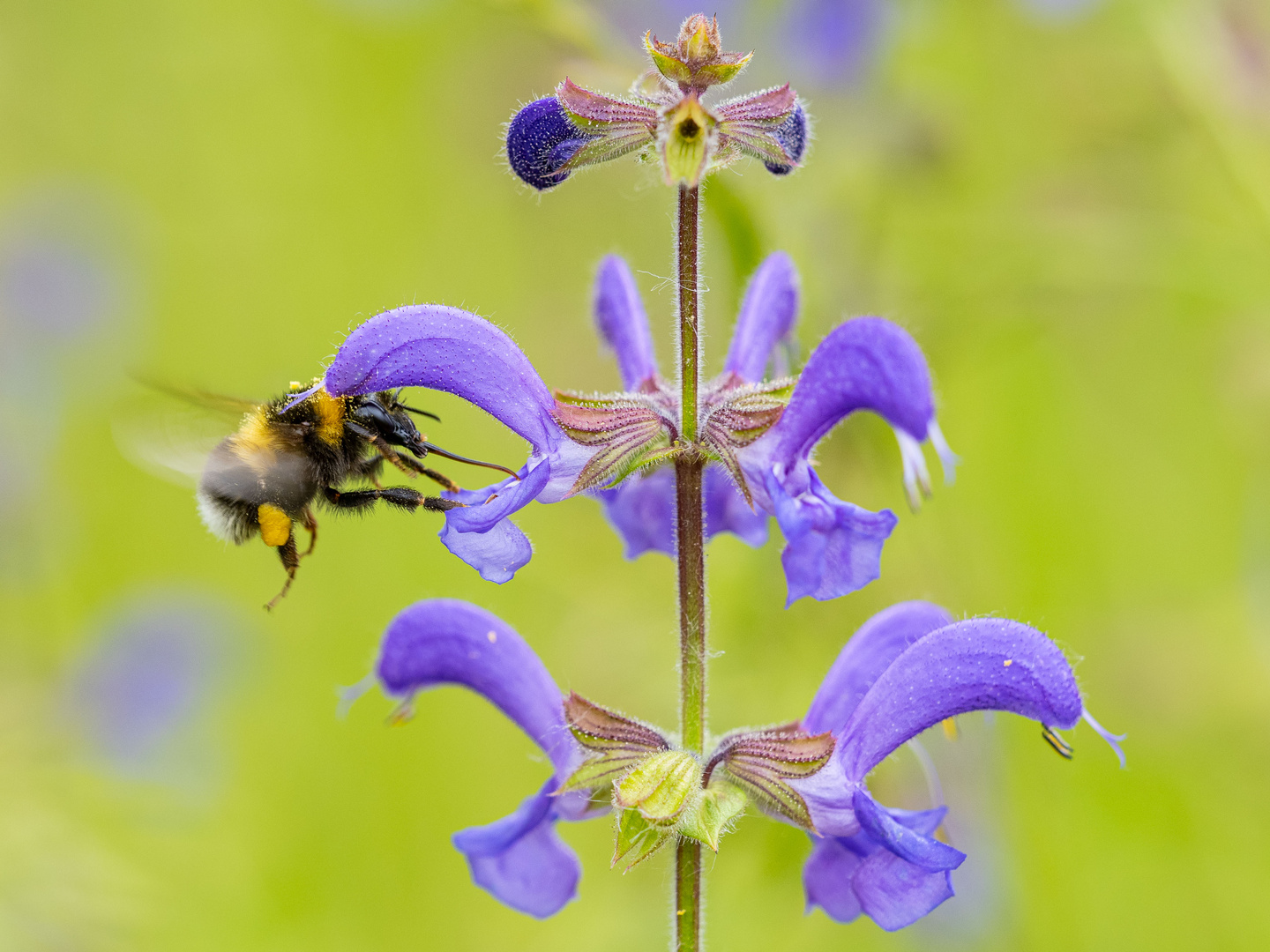 Gartenhummel