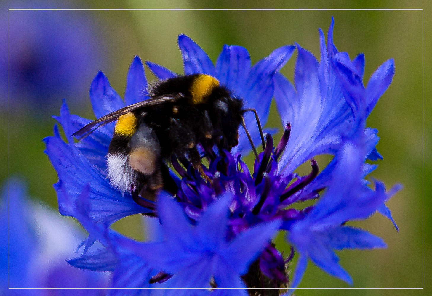 Gartenhummel auf Kornblume