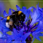 Gartenhummel auf Kornblume