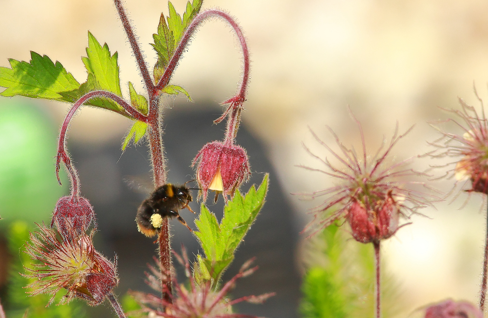 Gartenhummel ( Beschreibung lesen ! )