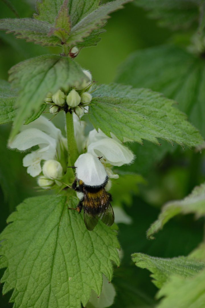 Gartenhummel (Bombus hortorum)