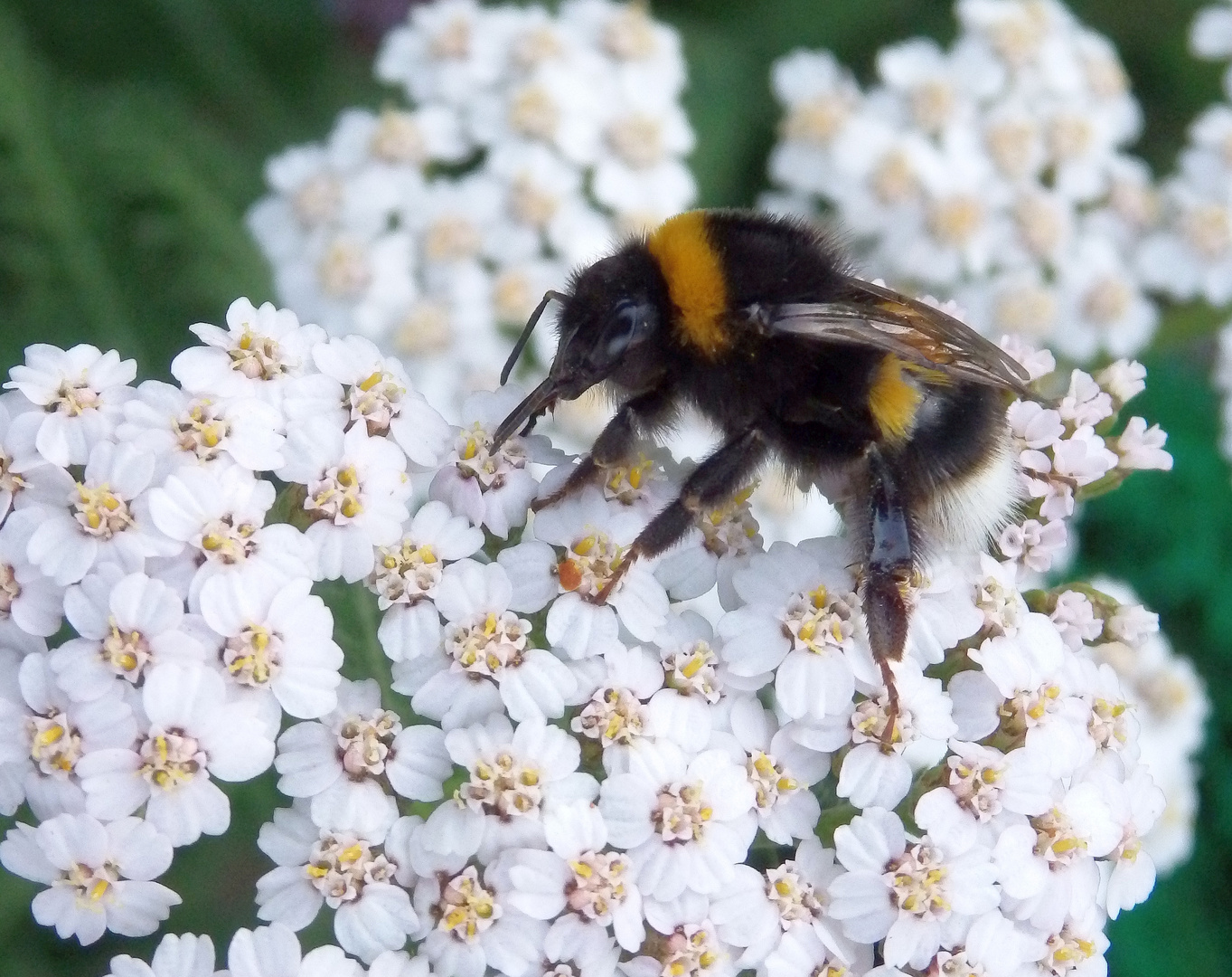 Gartenhummel (Bombus hortorum) auf Schafgarbe