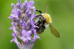 Gartenhummel [Bombus hortorum]