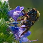 Gartenhummel | Bombus hortorum