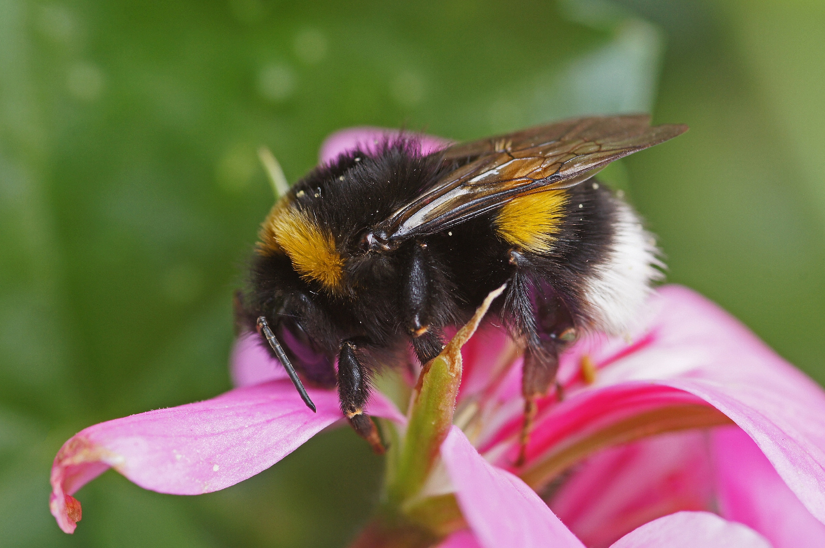 Gartenhummel ( Bombus hortorum ) ganz nah.