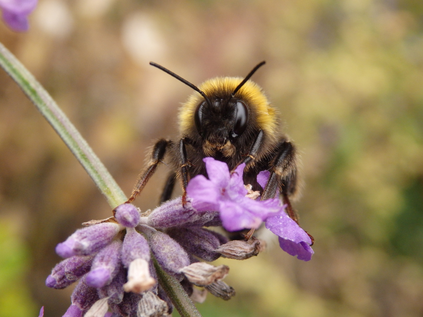 54+ Der Frühling Und Seine Insekten Im Heimischen Garten, Die kann