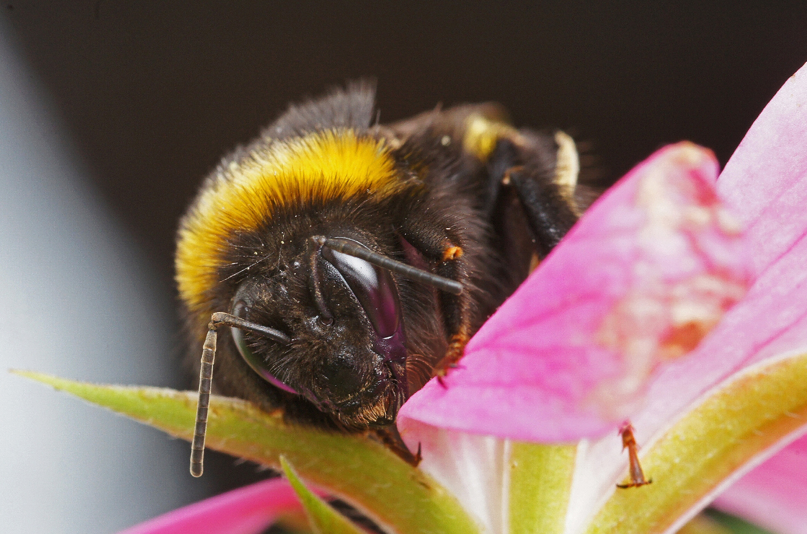 Gartenhummel ( Bombus hortorum ) von Vorn.