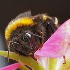 Gartenhummel ( Bombus hortorum ) von Vorn.