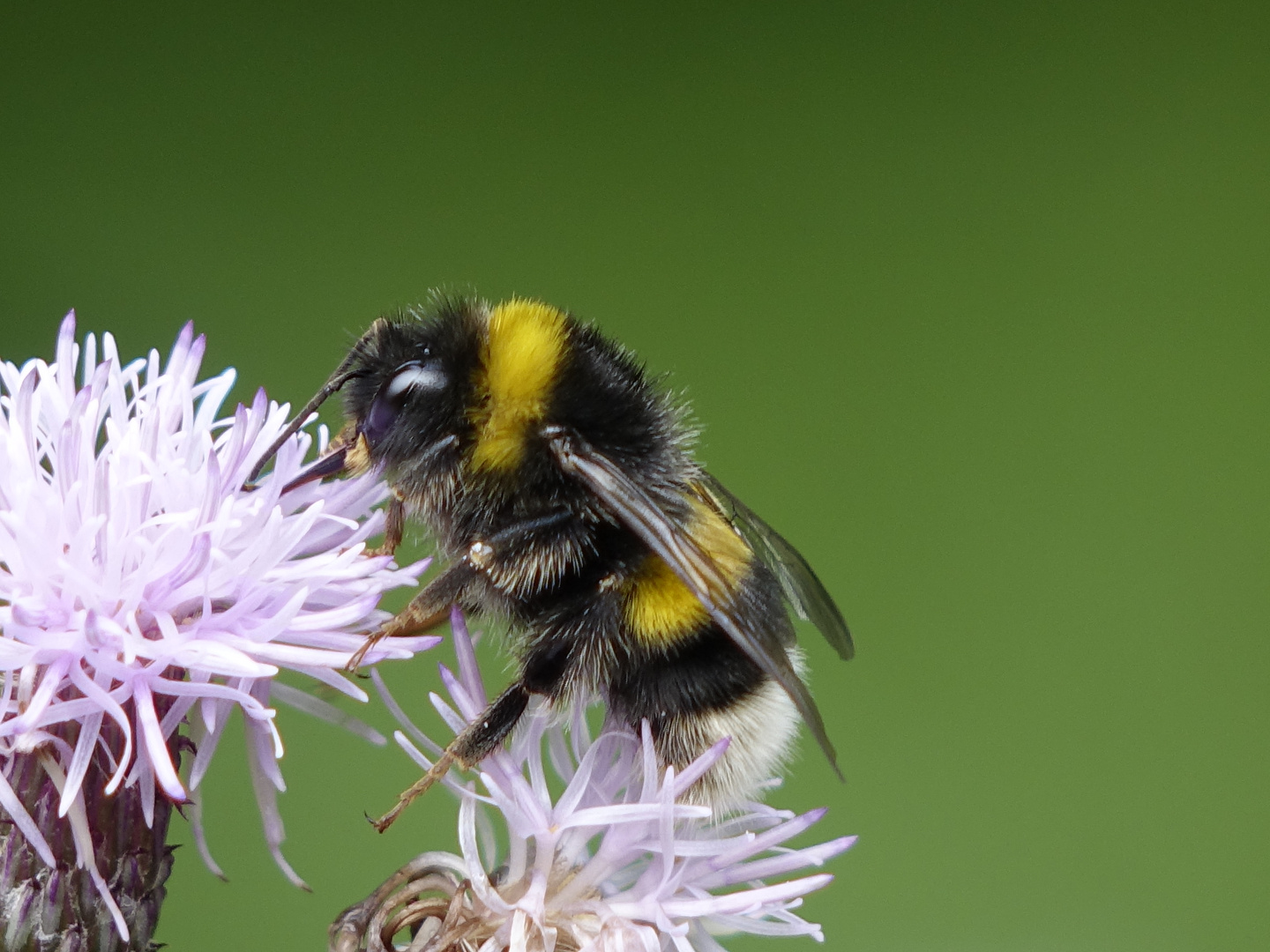 Gartenhummel