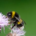 Gartenhummel