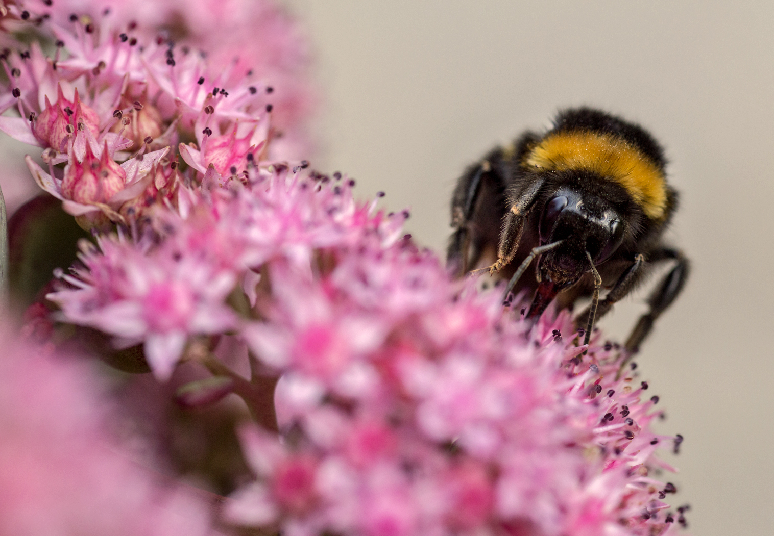 Gartenhummel