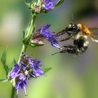 Gartenhummel