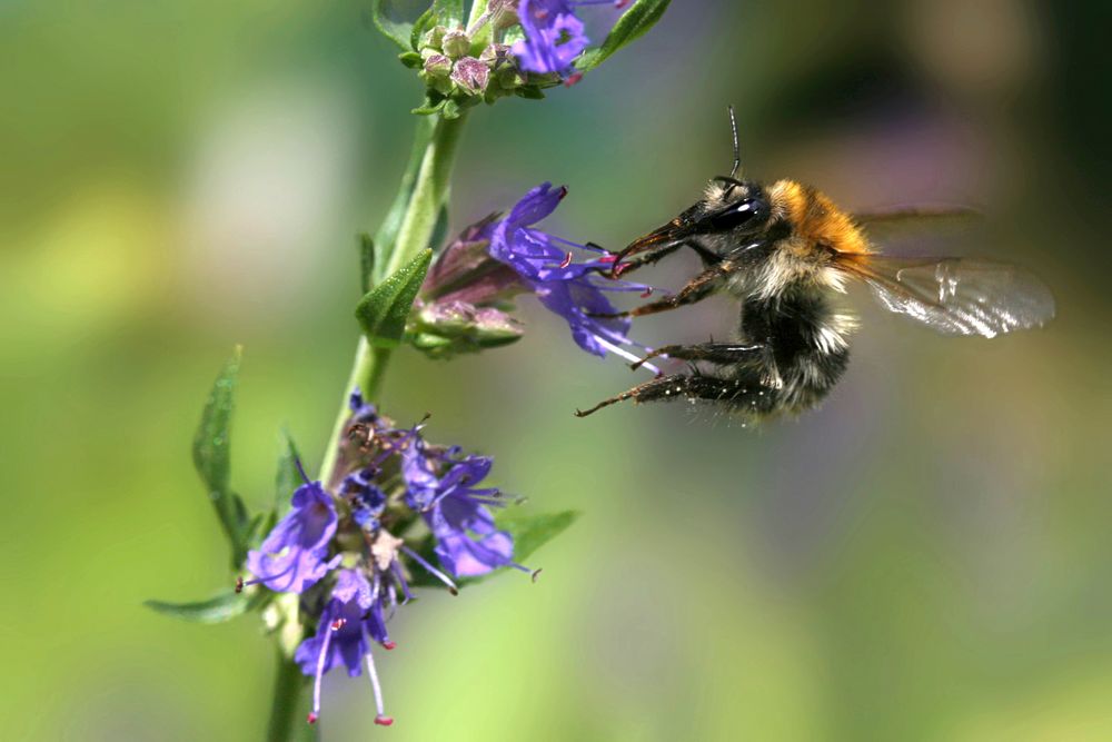 Gartenhummel