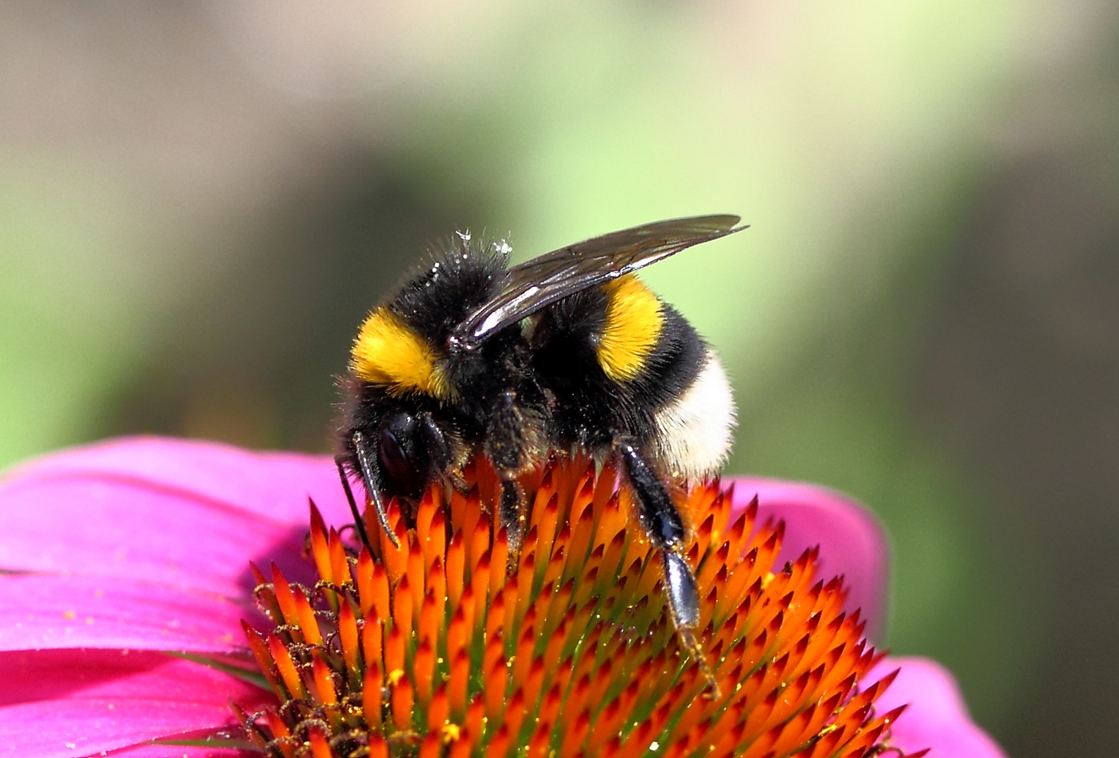 Gartenhummel?....