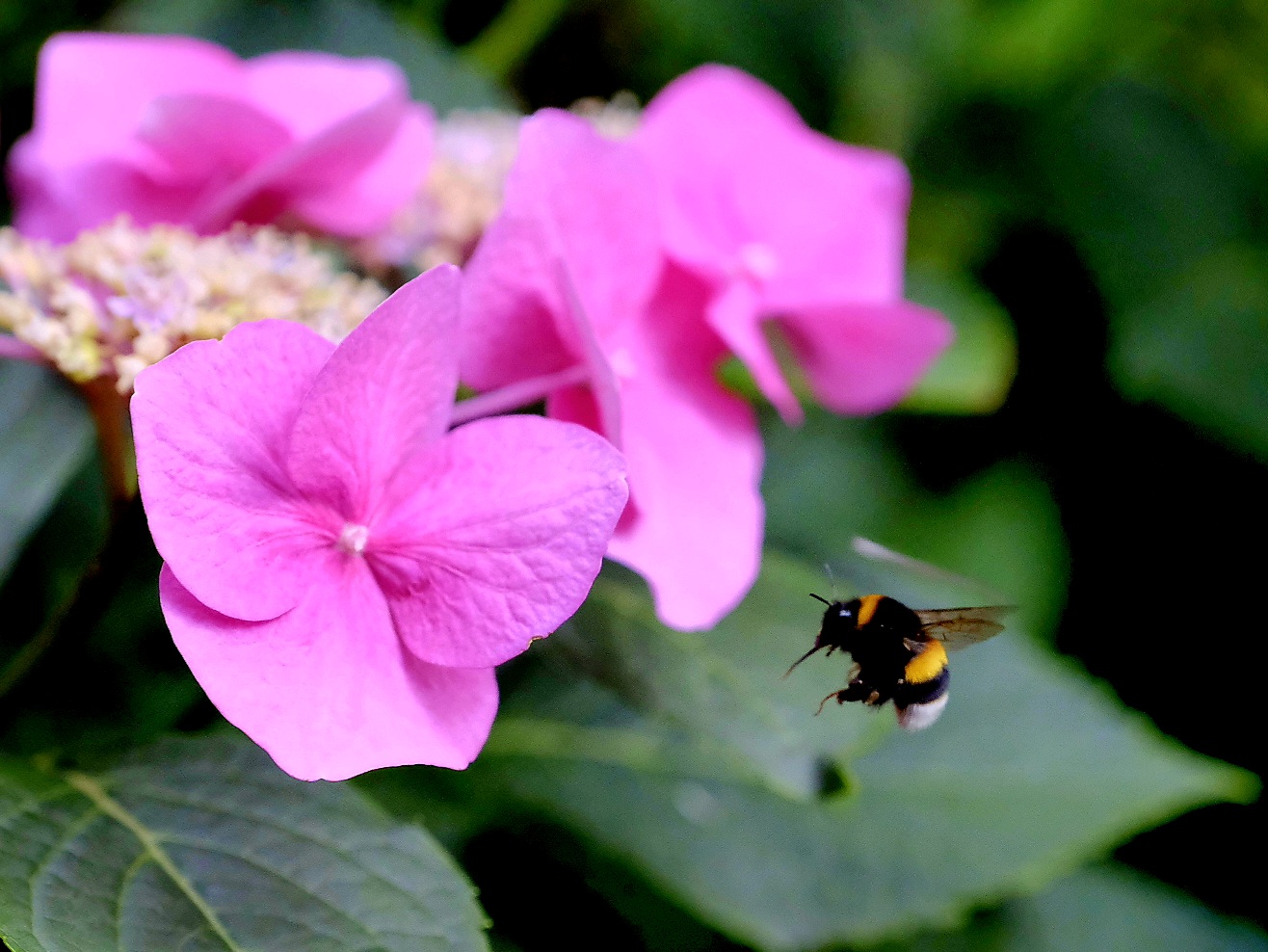 Gartenhummel im Anflug