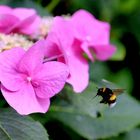 Gartenhummel im Anflug