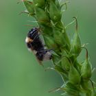 Gartenhummel - Warten auf die Sonne