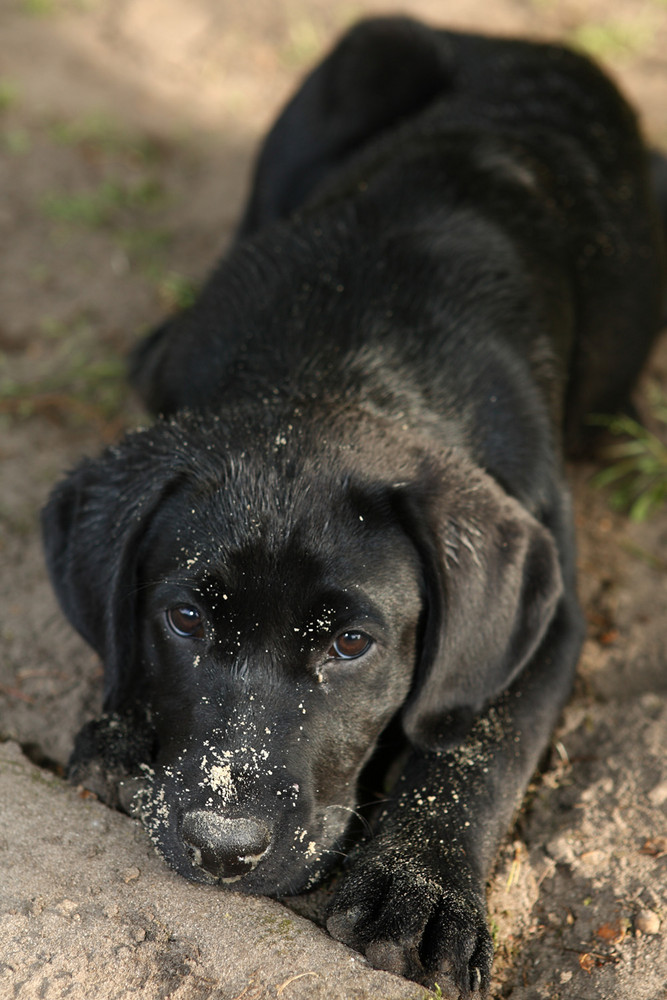 ..Gartenhundportrait!!!