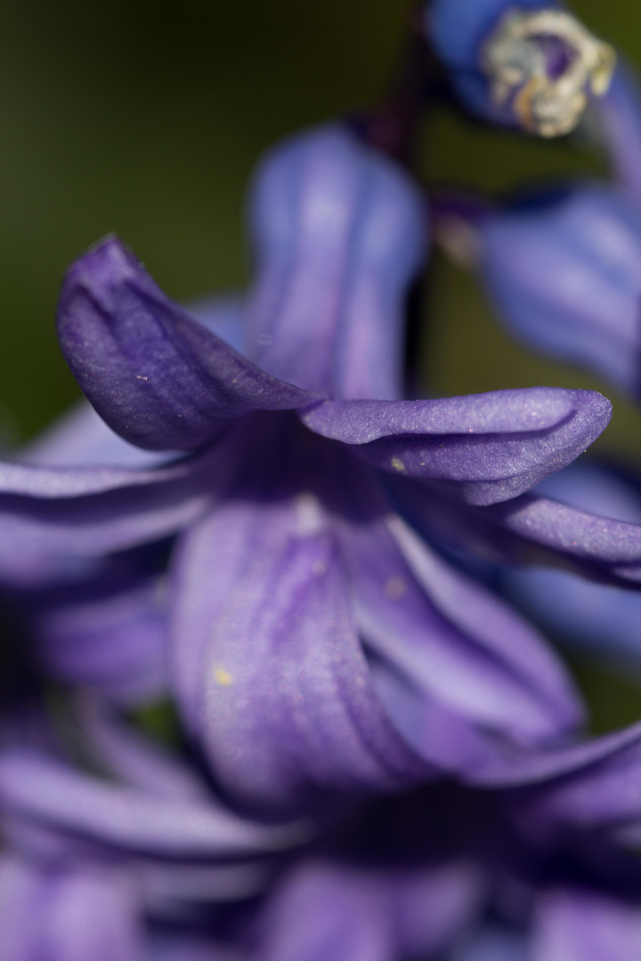 Gartenhyacinthe