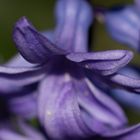 Gartenhyacinthe