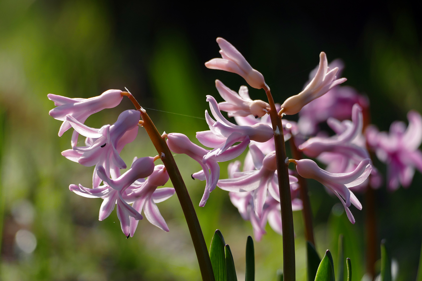 Gartenhyazinthe (Hyacinthus orientalis)