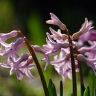 Gartenhyazinthe (Hyacinthus orientalis)