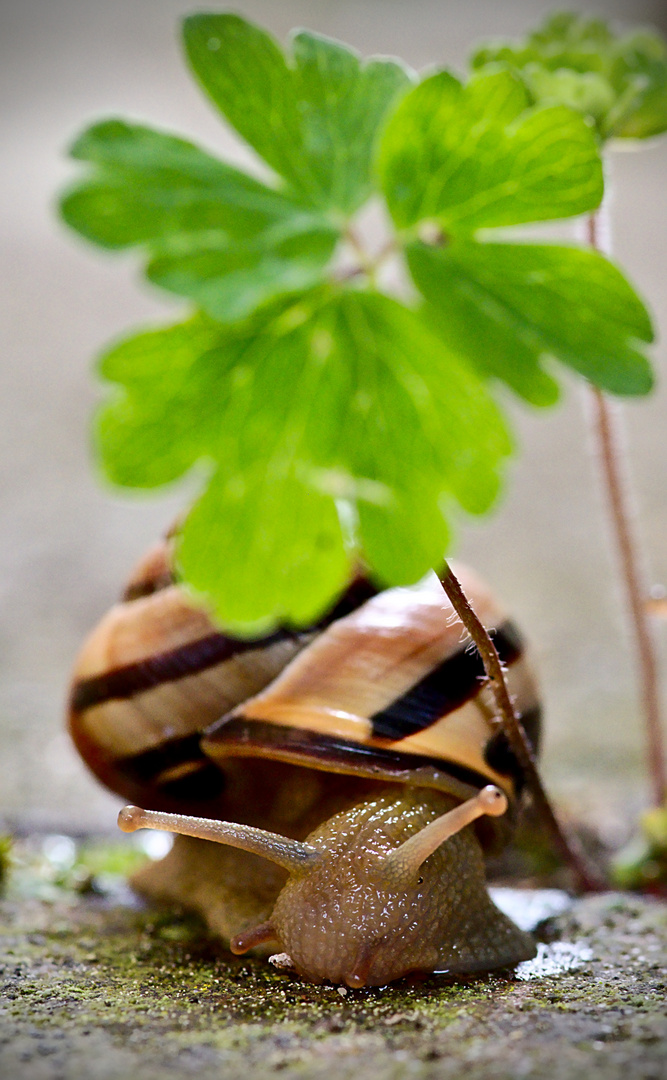 Gartenidyll mit Schnirkelschnecke