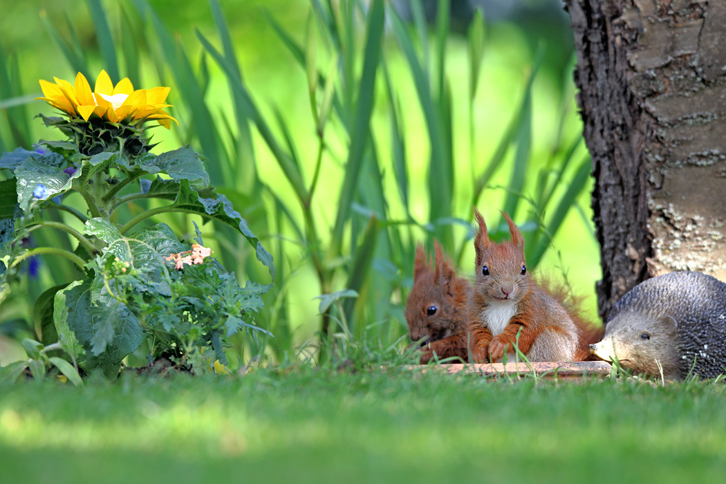 Gartenidylle ....