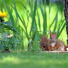 Gartenidylle ....