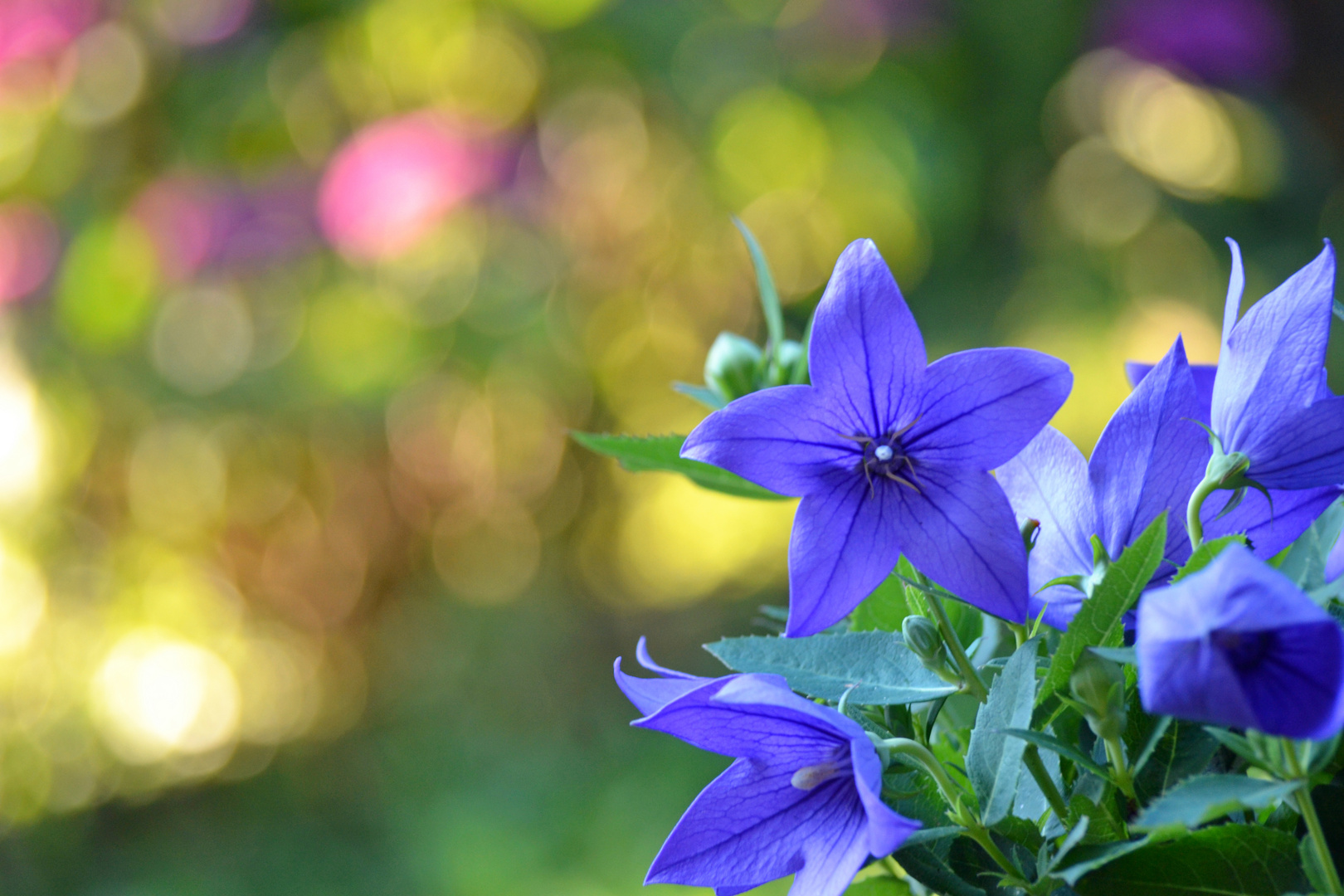 Gartenidylle