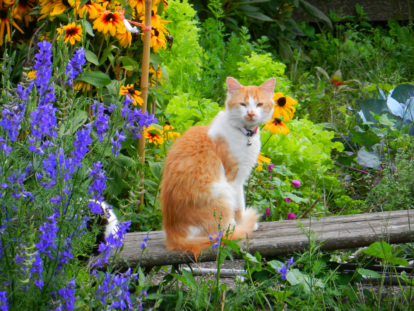 Gartenidylle