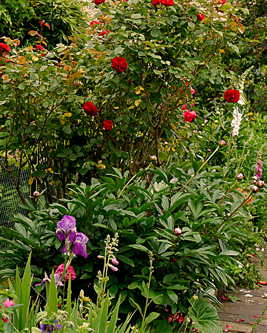 Gartenidylle bei Hedwig.