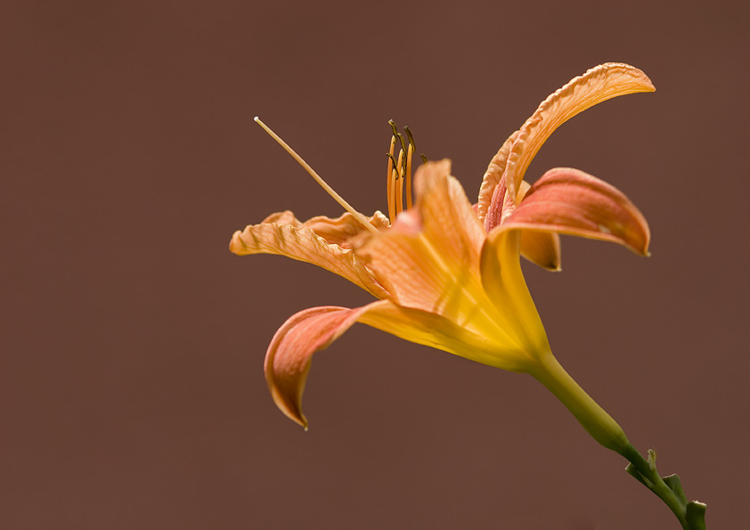 Gartenidylle