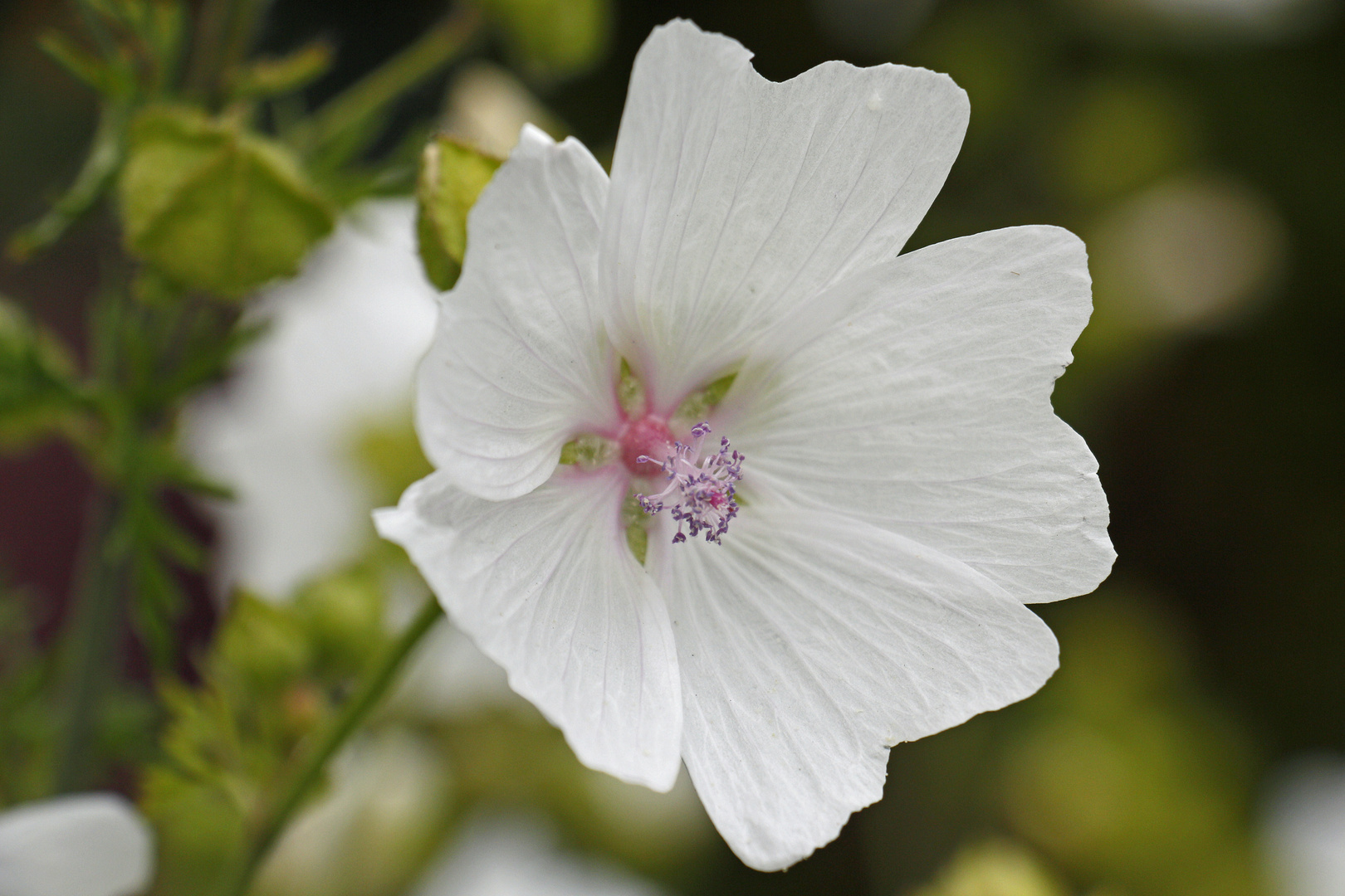 Gartenidylle