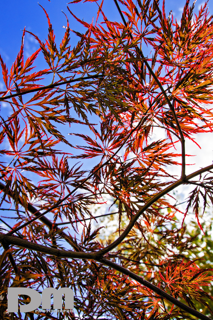 Gartenimpressionen