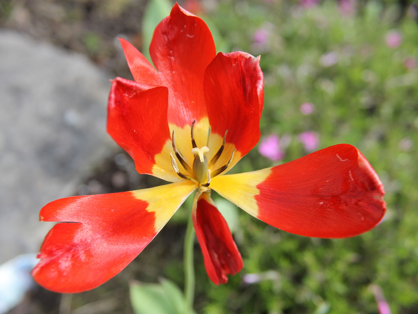 Gartenimpressionen